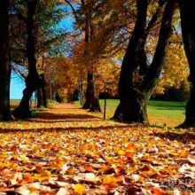 Scootmobieltocht maken in de herfst? Zo gaat u veilig op pad!