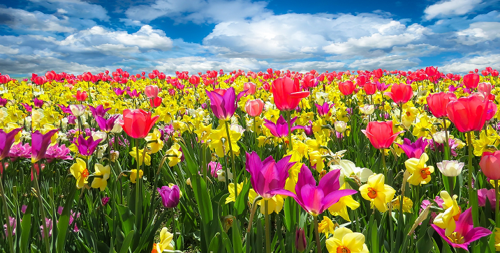 Bloemenzee-lente-scootmobiel-rit-natuur