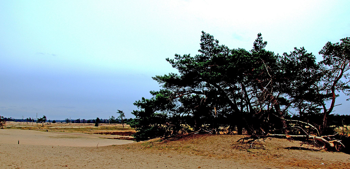 scootmobieltocht-loonse-drunense-duinen-nationaal-park-rondrit-