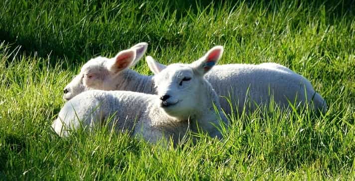 lente-scootmobiel-besturen-eropuit-tips-lammetjesdagen-tulpenvelden-ijsje-picknick